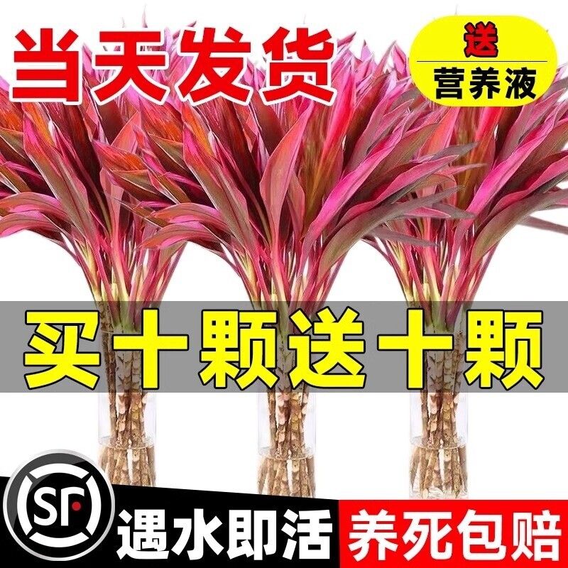 鸿运富贵竹水培植物紫竹带根水养客厅招财竹子室内绿植发财竹好养图片