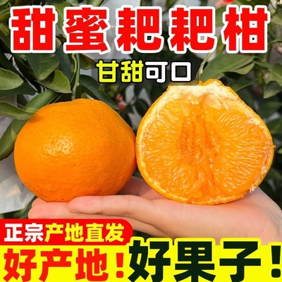 正宗四川眉山春见耙耙柑手剥橘子新鲜采摘儿童孕妇应季水果甜多汁