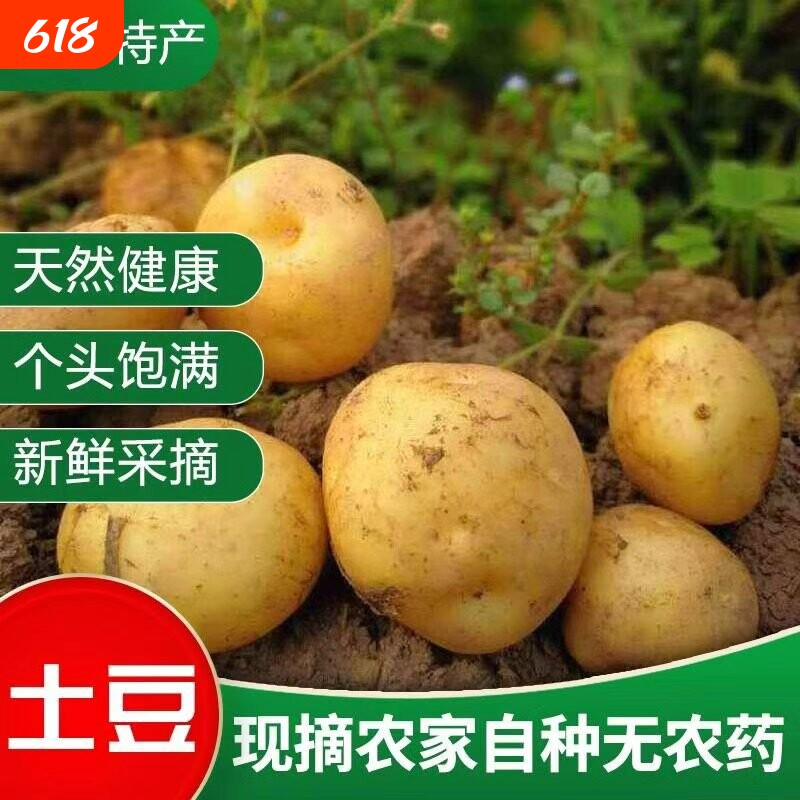 农家自种老品种马铃薯 土豆新鲜 黄皮黄心中大蔬菜 当季包邮