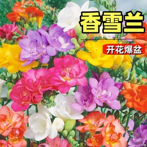 重瓣香雪兰种球盆栽四季开花植物百合花卉小苍兰郁金香大种球鲜花