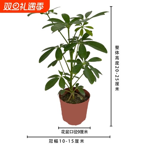 鸭脚木七叶莲八方来财盆景室内绿植四季常青盆栽客厅办公桌卫生间
