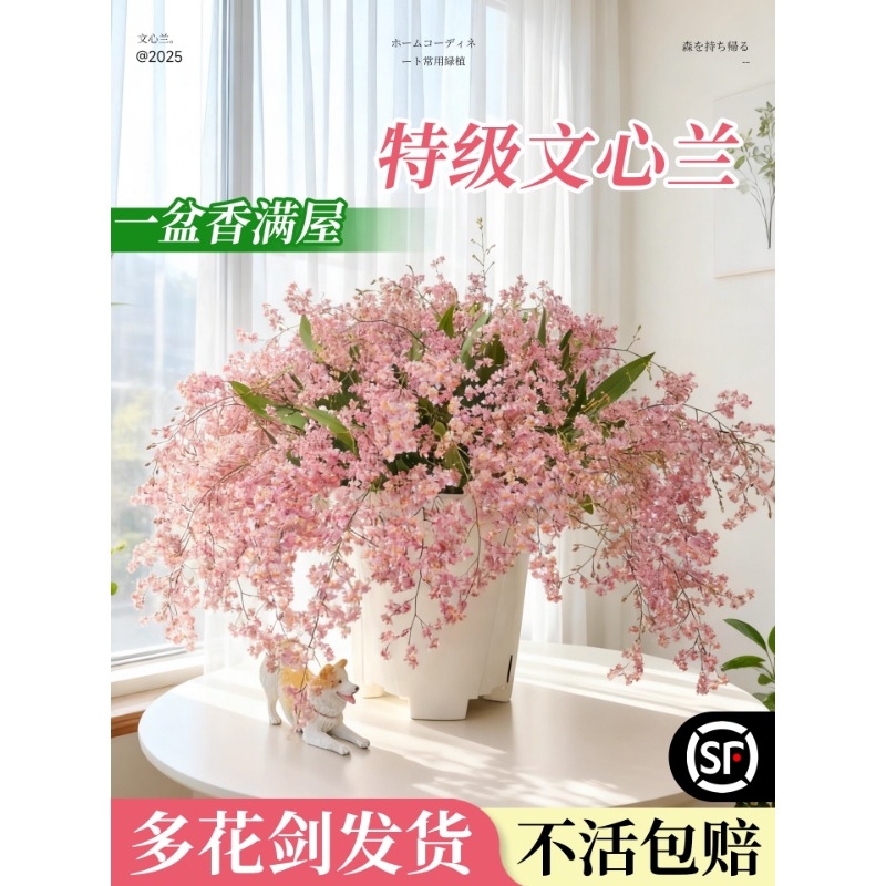 文心兰带花苞盆栽香水梦香兰花卉精品四季耐寒客厅室内阳台好养