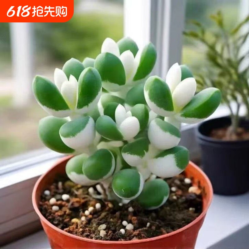 白锦鹿角多肉植物财运稀有室内阳台防辐射盆栽绿植花卉桌面好养