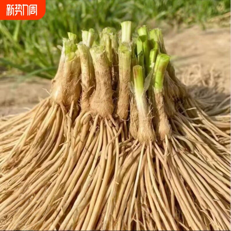 阳台韭菜根苗紫根红根韭菜根四季新鲜蔬菜苗大叶韭菜种子盆栽