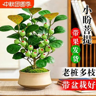 小盼菩提盆栽带果室内绿植花卉菩提树桌面好养盆景客厅办公桌老桩