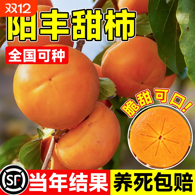 柿子树苗庭院果树南北方种植特大柿子树果苗太秋日本阳丰脆甜地栽