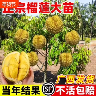 正宗榴莲树苗嫁接苗南方种植地栽盆栽阳台庭院耐寒耐旱猫山王树苗