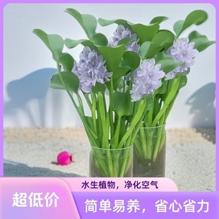 招财元宝盆栽水培植物室内净化空气懒人易养花卉绿植摆放富贵植物