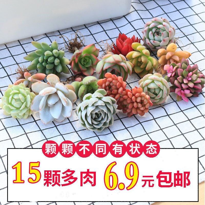 优选多肉植物花卉组合盆栽送盆送土室内外绿植新手套餐大颗好养活