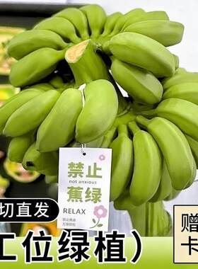 禁止蕉绿办公室水培整串小香蕉拒绝焦虑小米蕉迷你香蕉静止不蕉绿