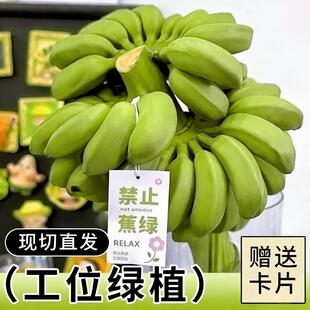 禁止蕉绿办公室水培整串小香蕉拒绝焦虑小米蕉迷你香蕉静止不蕉绿