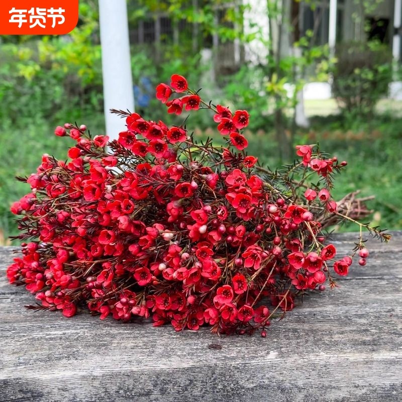 澳洲腊梅鲜花水培鲜枝干枝真花年宵花卉室内过年花冬季蜡梅鲜切花,鲜花速递/花卉仿真/绿植园艺,花材,淘宝优惠券,粉丝福利购,淘宝优惠卷