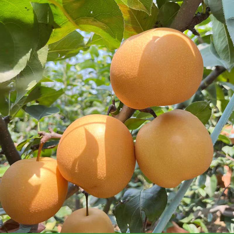 秋月梨应季新鲜水果脆甜冰糖梨子包邮