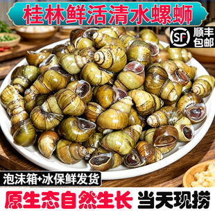 鲜活清水泥螺新鲜现捞螺蛳石螺大螺丝特大5斤顺丰批发野生芝麻