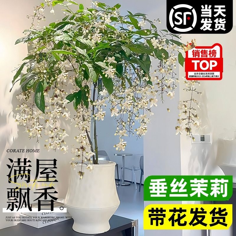 垂丝茉莉盆栽带花苞办公室内桌面好养泰国风车茉莉阳台花卉绿植物
