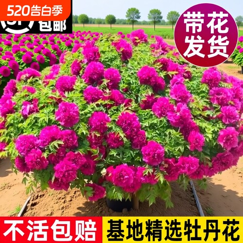 牡丹花苗盆栽洛阳正宗大苗花种老桩庭院花卉重瓣室内外牡丹花树苗