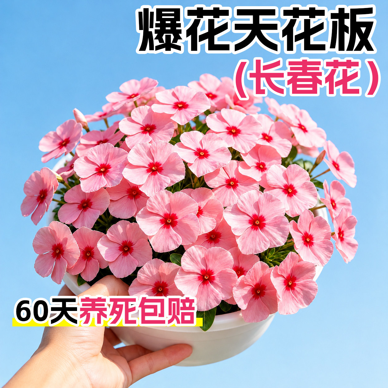 长春花盆栽重瓣大苗带花苞天天开四季开花耐热阳台庭院观花绿植