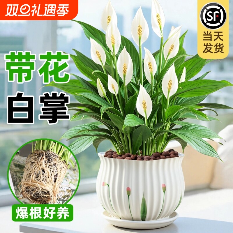特级大苗白掌红掌绿植物盆栽一帆风顺室内办公室桌面好养四季开花