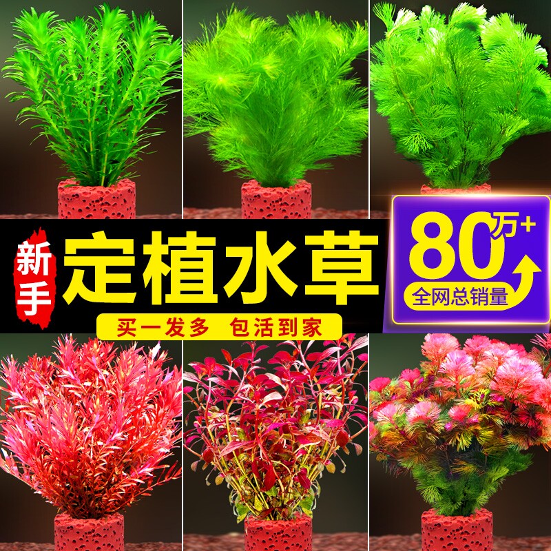 鱼缸水草植物造景专用阴性火山石真草蜈蚣草增氧净化水质养鱼套餐