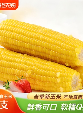 东北黄糯玉米大棒10支装无添加甜糯玉米棒黏玉米早餐苞米低脂粗粮