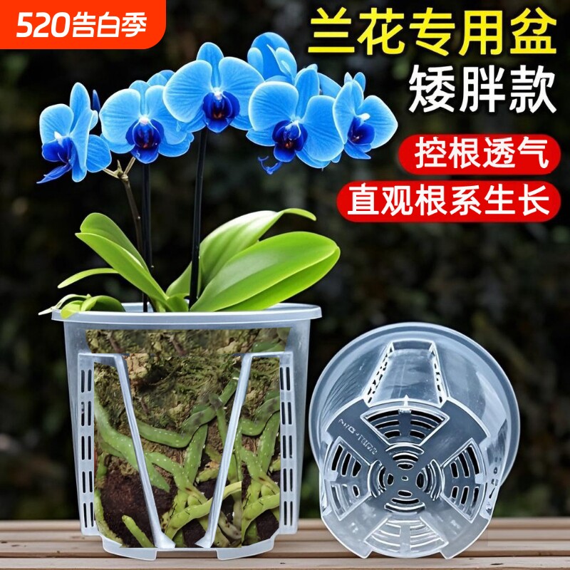 新款透明圆形矮胖盆花盆蝴蝶兰花石斛多肉叶插硬塑观根透气花盆