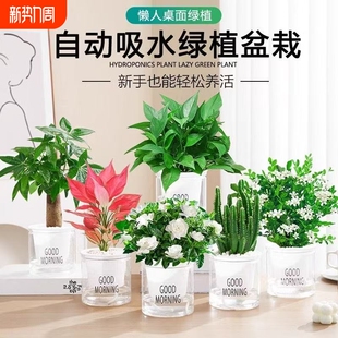 绿萝发财树盆栽吊兰多肉办公室内小绿植驱蚊去除甲醛水培植物花卉