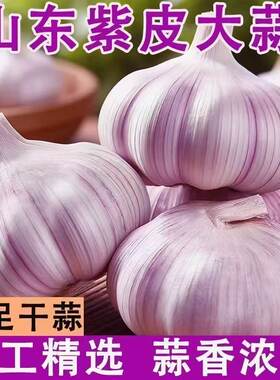 2026年特大干蒜山东紫皮大蒜头新干蒜大蒜批发新鲜嫩蒜味道美味