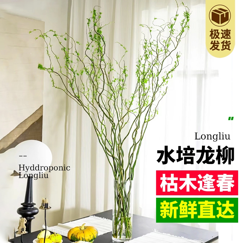 水培绿植龙柳鲜枝盆栽花