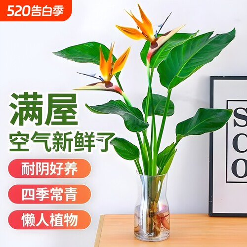 天堂鸟水培植物盆栽室内客厅绿植龟背竹吸甲醛驱蚊花卉四季好养活