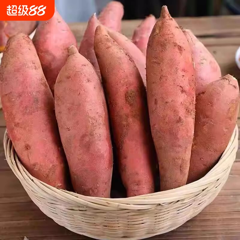 新鲜现挖中果红蜜薯黄心板栗红薯沙地地瓜香甜番薯糖心薯批发图片