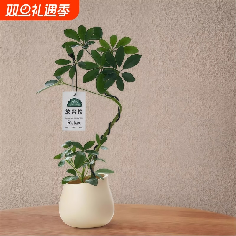 造型鸭脚木盆栽客厅室内八方来财鸭掌木办公桌面植物招财四季绿植