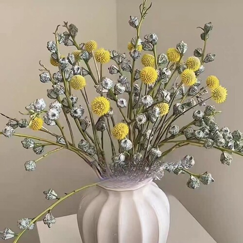 钻石尤加利果 尤加利叶千层金干花真果云南基地直发大果现采花材