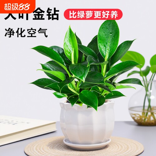 金钻绿萝盆栽新手易养净化空气