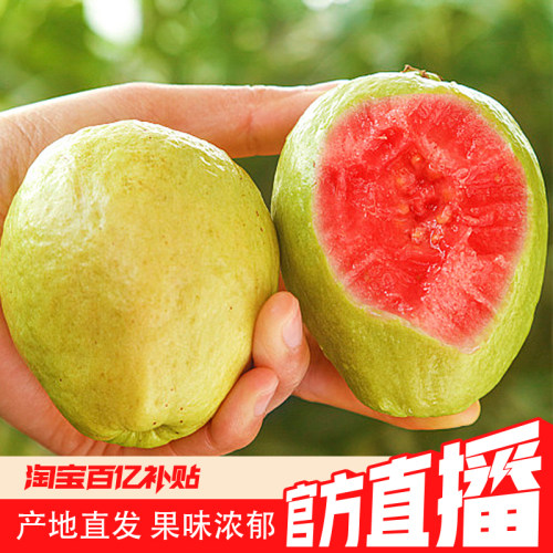 福建漳州红心芭乐新鲜水果当季巴乐鸡屎果番石榴应季生鲜软糯热带