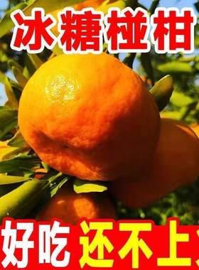 正宗新鲜湘西椪柑芦柑应季现摘孕妇儿童水果柑橘整箱批发5斤采摘