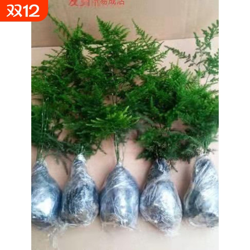 文竹四季阳台庭院包活好养发财树绿萝室内绿植花卉盆栽四季常青