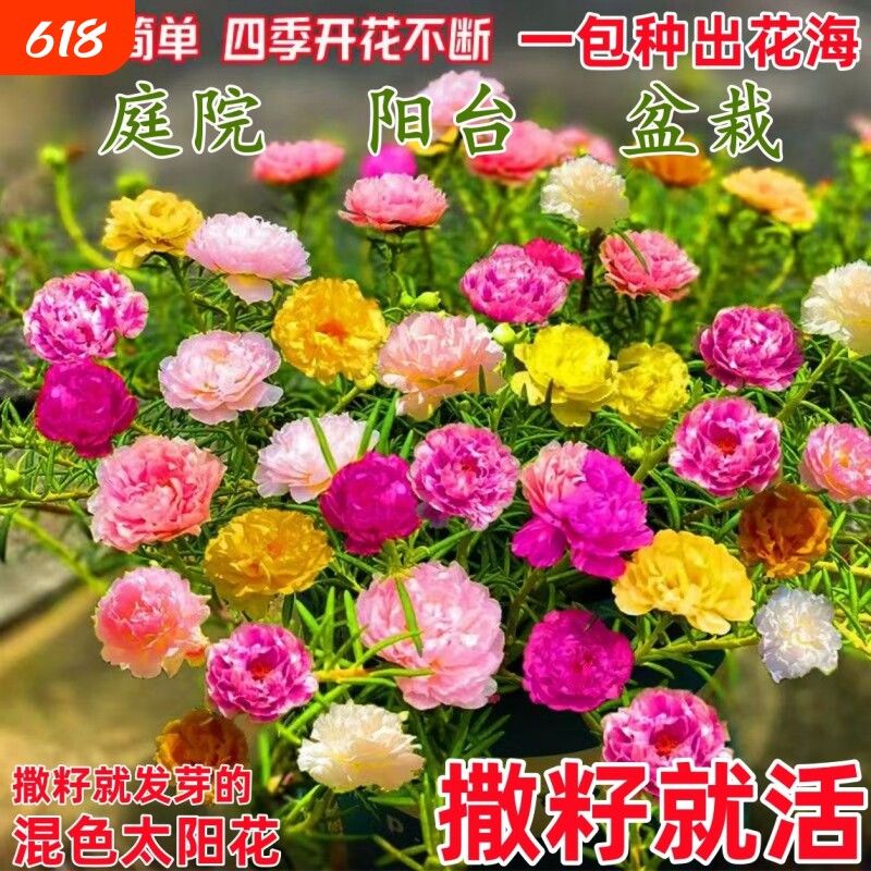 易活太阳花种子太阳花重瓣种籽花园庭院阳台四季盆栽混色花卉种子