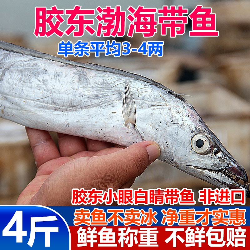 新鲜渤海带鱼4斤整条小眼油带鱼