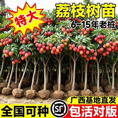 特大号荔枝树苗嫁接果树苗无核桂味庭院盆栽水果苗四季种植进奉