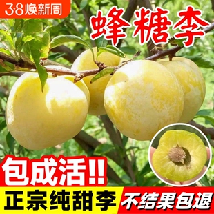 蜂糖李子树苗正宗果树果苗盆栽新品种嫁接蜂蜜种植结果纯甜三华李
