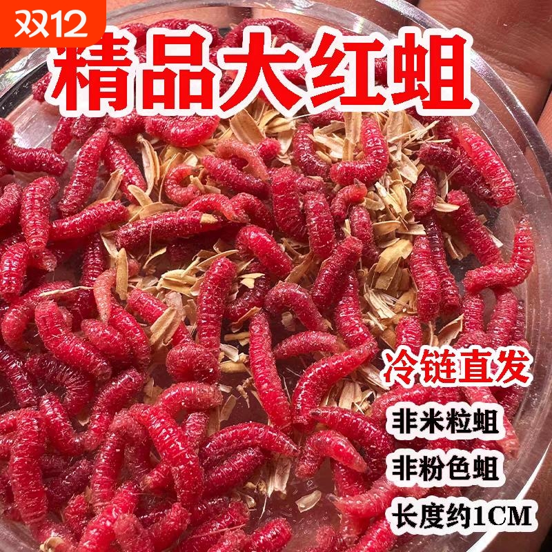鲜活红蛆虫活饵鱼饵野钓