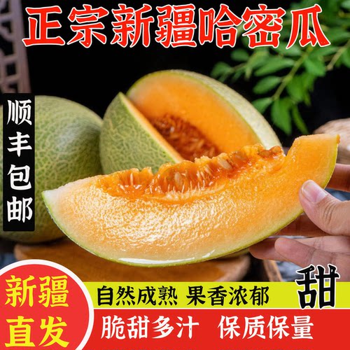 正宗新疆哈密瓜网纹当季新鲜水果