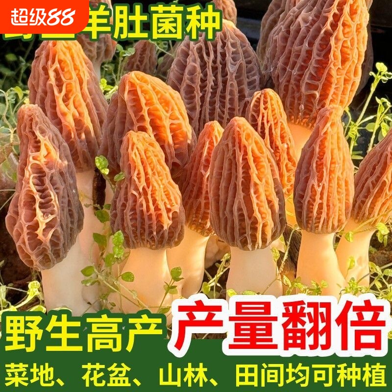 羊肚菌种高产种子居家种植食用菌蘑菇阳台绿植园艺用品花盆菜地图片