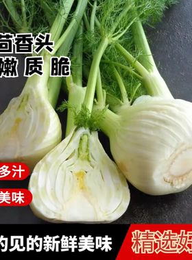 球茎茴香西餐佐料生吃凉拌热炒