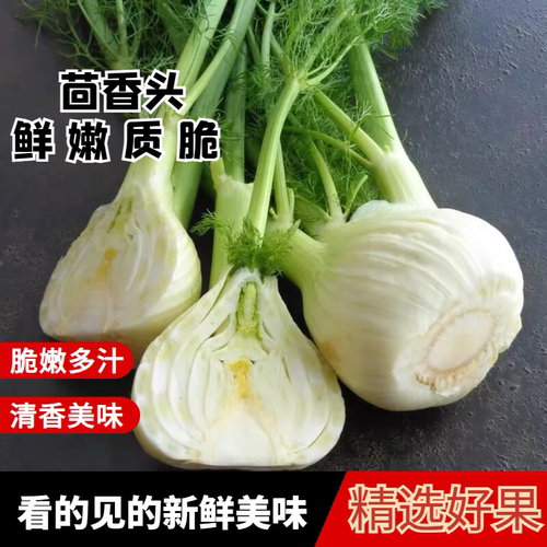 球茎茴香西餐佐料生吃凉拌热炒