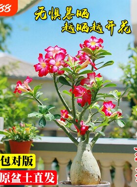 沙漠玫瑰重瓣盆栽|超8000次加购
