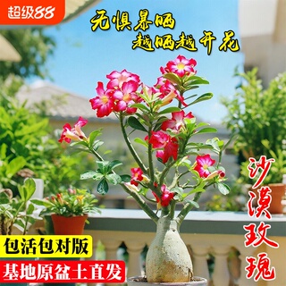 沙漠玫瑰重瓣夏带花苞盆栽阳台好养耐旱盆景植物花卉开花老桩小苗