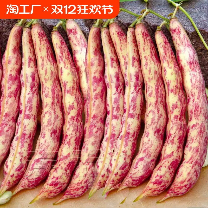 红金钩油豆种子四季豆种籽面豆角早熟春季菜种孑禾之元蔬菜种子