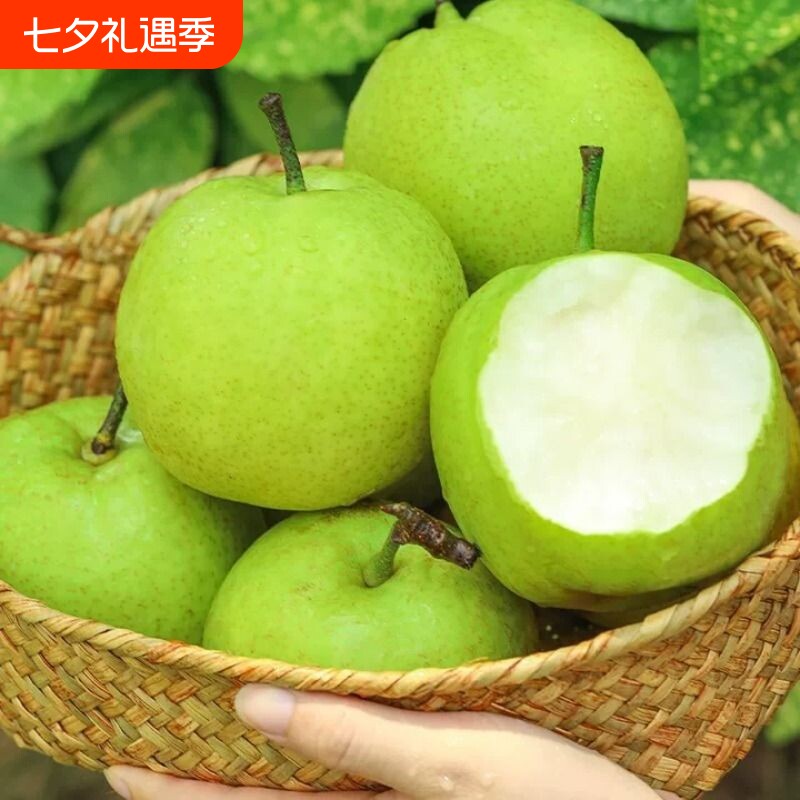 26年头茬新梨青皮蜜梨酥脆多汁翠冠皇冠梨皮薄肉厚无渣包邮
