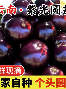 现摘云南茄子圆茄紫光农家紫皮圆茄特大果单果300g起2斤/5斤现摘